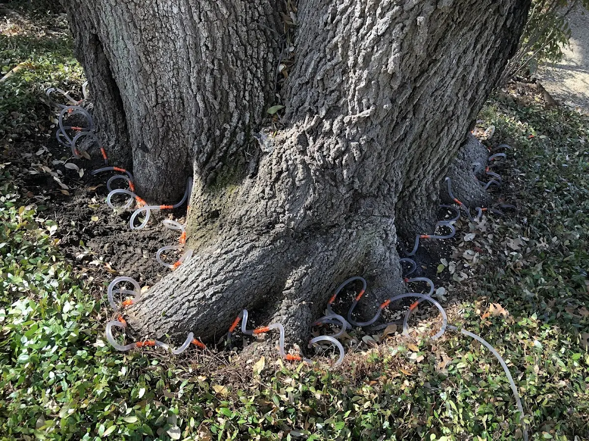 Detailed Tree Cabling and Bracing job site in Havana